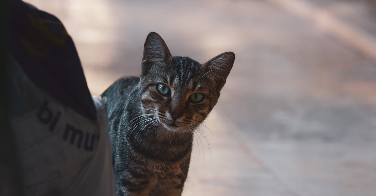 découvrez les avantages des independent taxis : liberté de choisir votre chauffeur, services personnalisés et trajets adaptés à vos besoins partout en ville. réservez facilement votre taxi indépendant dès maintenant !
