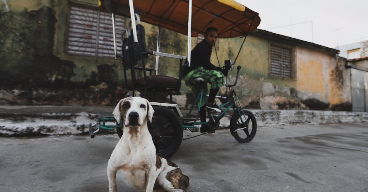découvrez notre politique concernant le transport des animaux de compagnie en taxi, pour un trajet confortable et sécurisé pour vous et votre compagnon à quatre pattes.