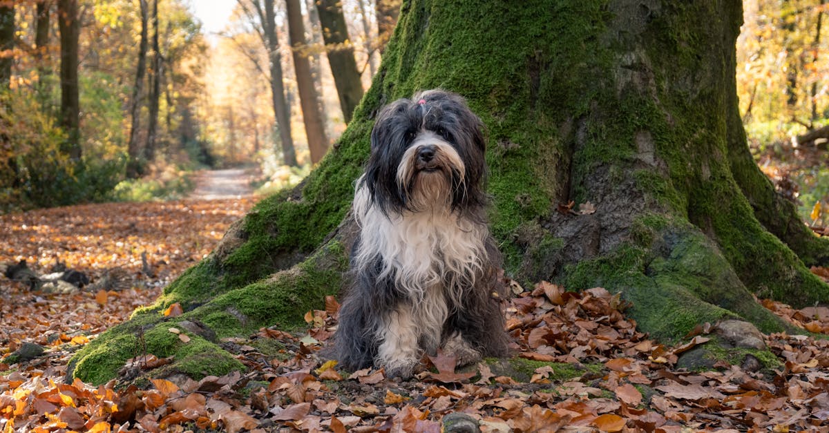 découvrez la politique des taxis concernant le transport des animaux de compagnie : règles, conditions et conseils pour voyager sereinement avec votre animal.