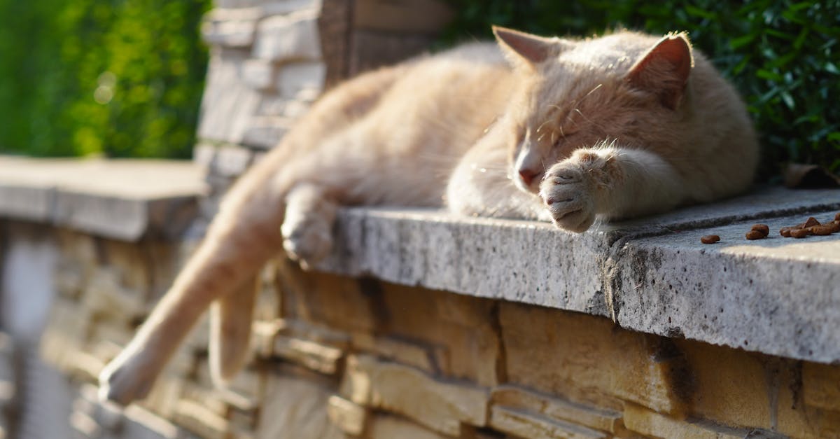 découvrez la politique des taxis pour le transport des animaux de compagnie, incluant les règles, conseils et services adaptés pour vos déplacements en toute sérénité avec vos pets.