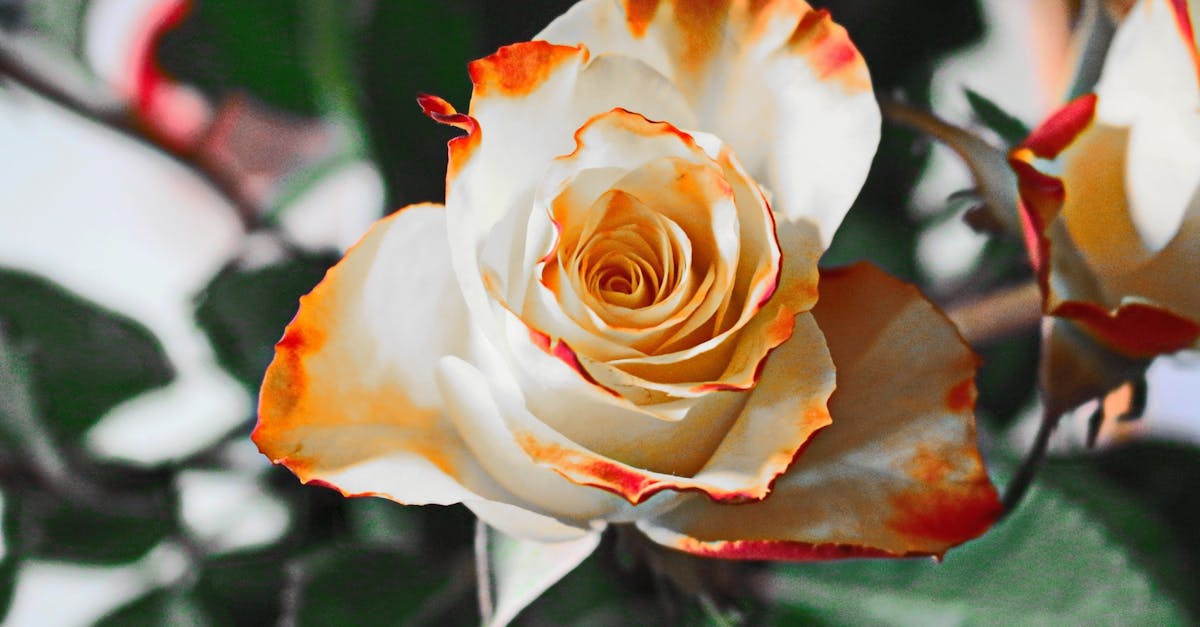 découvrez tout ce que vous devez savoir sur le pourboire : pratiques, conseils et bonnes manières pour bien donner un tipping en toute occasion.