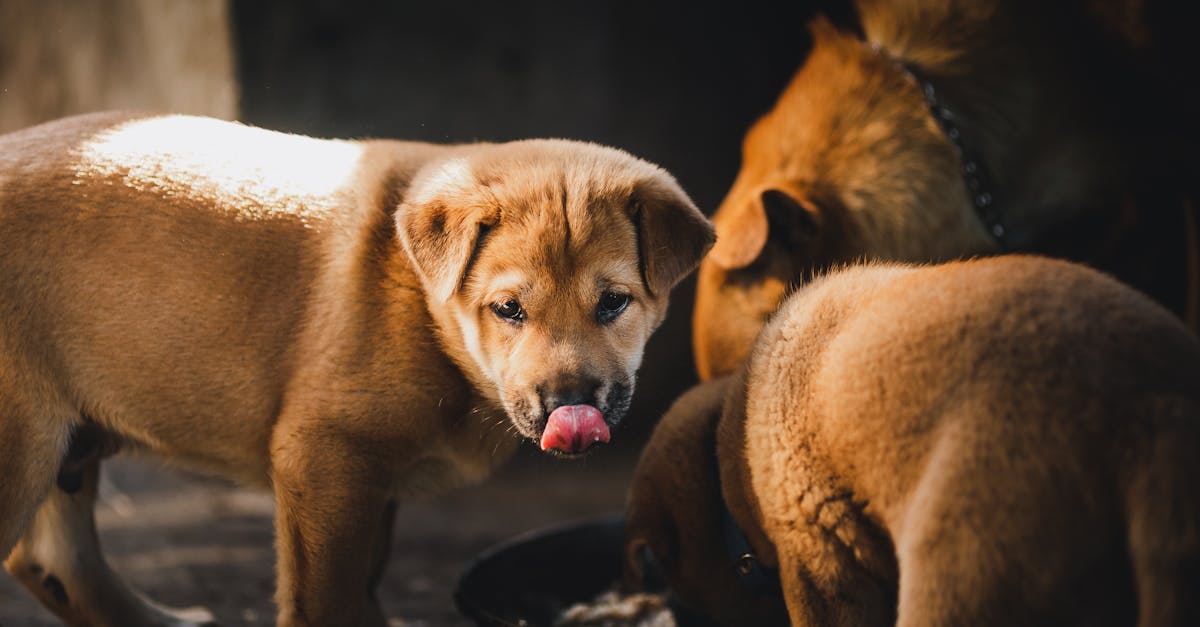 découvrez les astuces et conseils pour manger confortablement et proprement dans un taxi, que ce soit lors de vos trajets quotidiens ou en voyage.